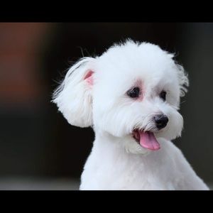 Meet your Posher, Aliya