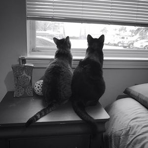 Meet your Posher, Joy