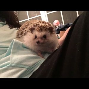 Milo the Chubby Hedgehog