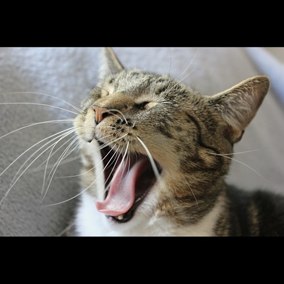 FOLLOW GAME #1 - Picture 2 of 3