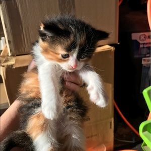 Meet your Posher, Brittany