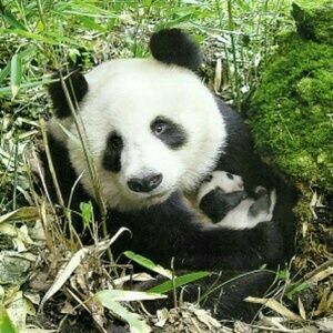 Meet your Posher, Minerva