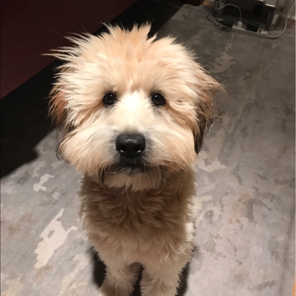 Pippapatter