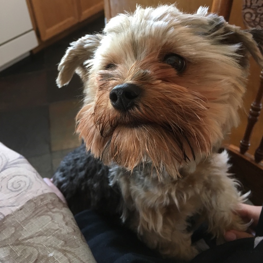 Meet your Posher, Sydney