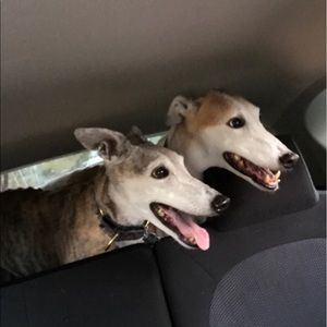 Meet your Posher, Elizabeth