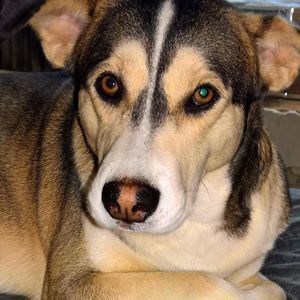 Meet your Posher, Terrie watson