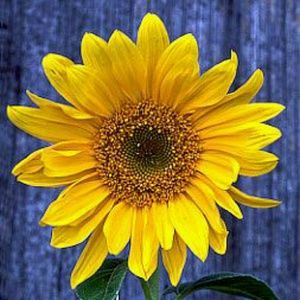 Meet your Posher, Holly