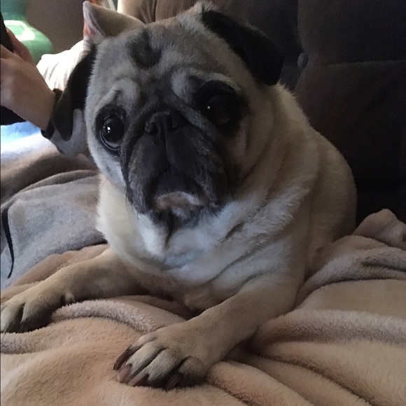 Meet your Posher, Donna - Picture 1 of 1