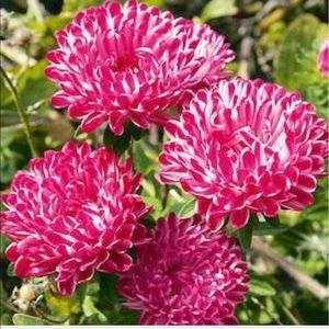 Meet your Posher, Brionne