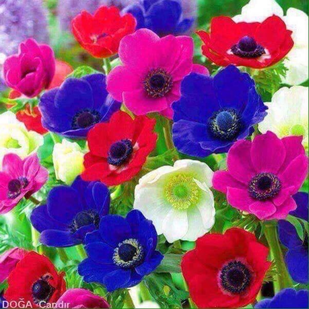 Meet your Posher, Shahira