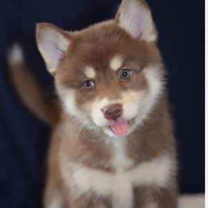 Meet your Posher, Allie