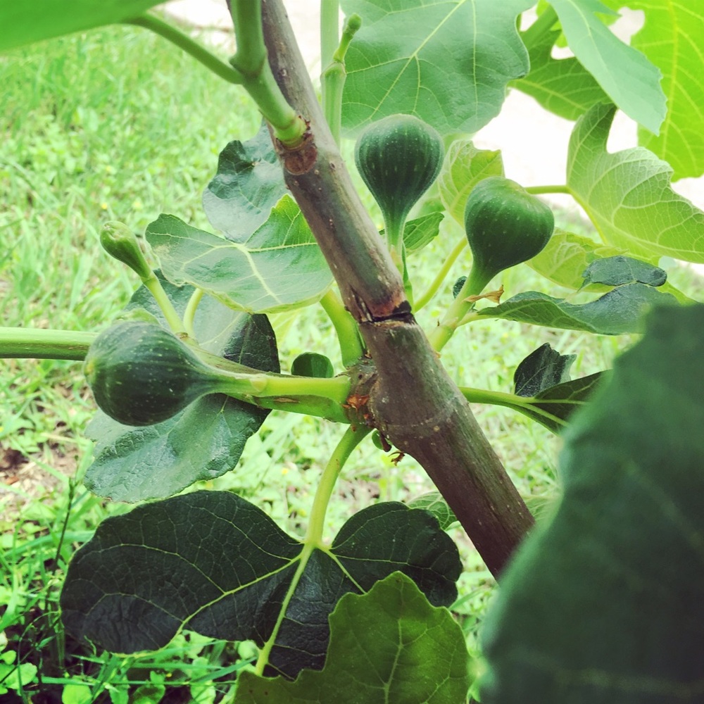 Meet your Posher, Francesca