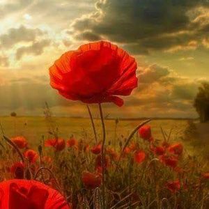 Meet your Posher, Daisy