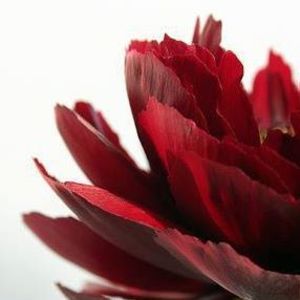 Meet your Posher, Walidah