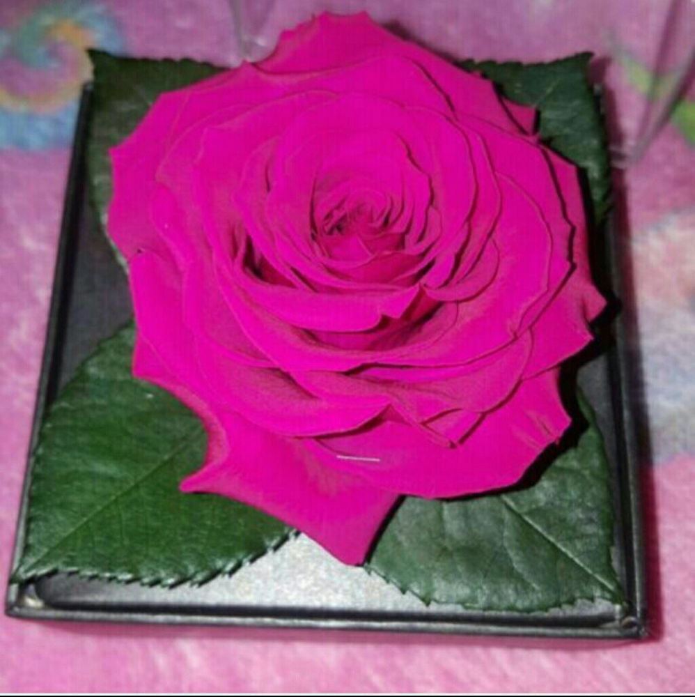 Beauty & The Beast Forever Love Rose Great Gift