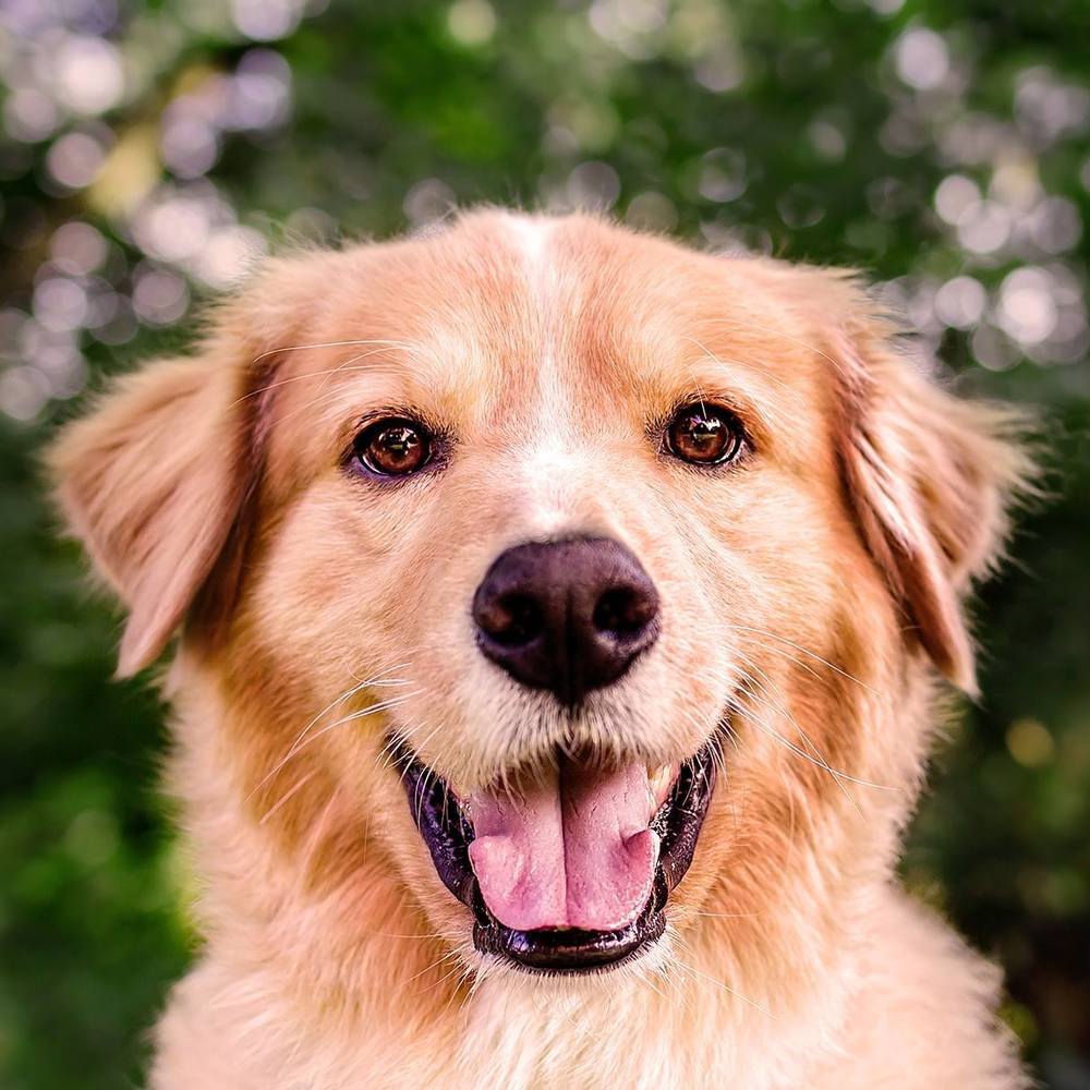 Meet your Posher, Lishan