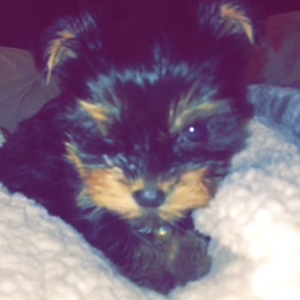 Meet your Posher, Kevin