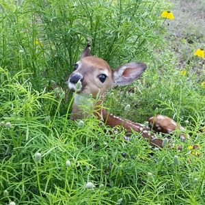 Meet your Posher, Lana