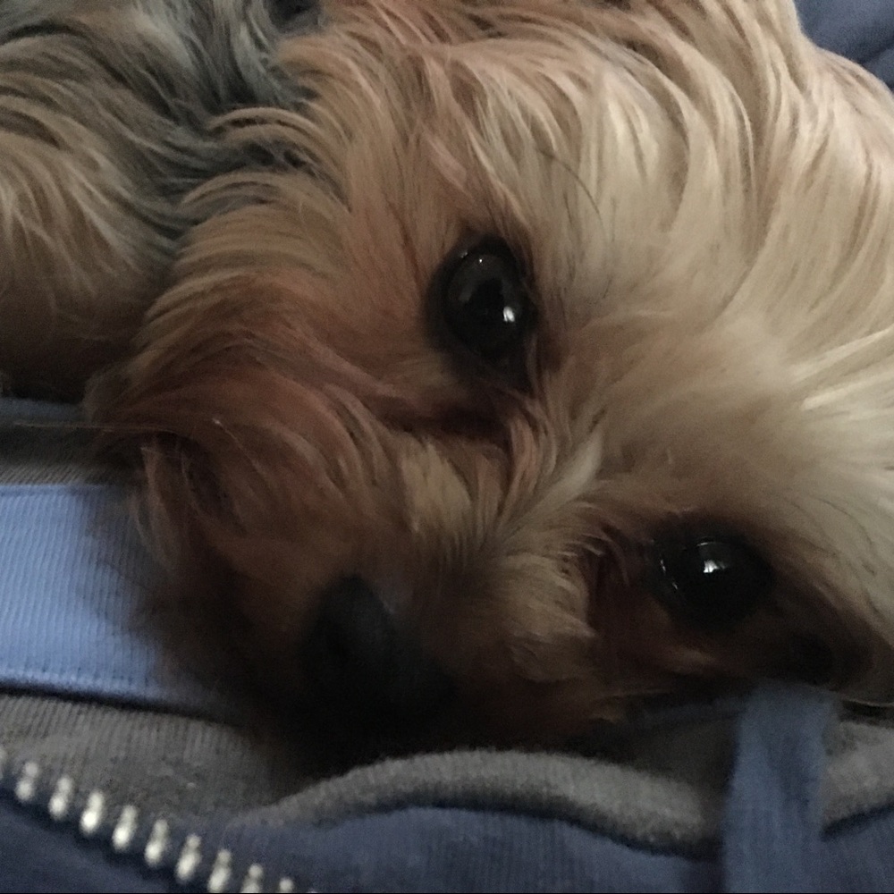 Meet your Posher, Shannon