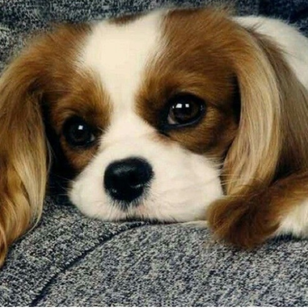 Meet your Posher, Lovely