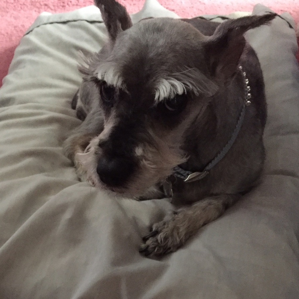 Meet your Posher, Phil