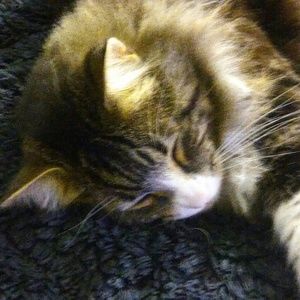 Meet your Posher, Annabelle