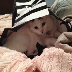 When your furbabies love fashion as much as you do