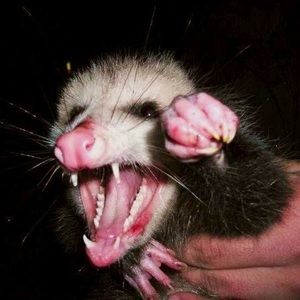 Meet your Posher, Tim