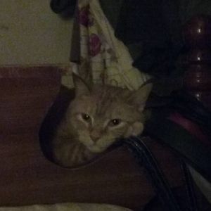 Meet your Posher, Karen