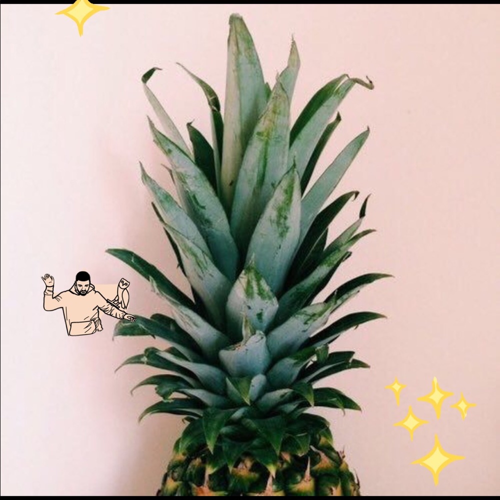 Meet your Posher, Lily