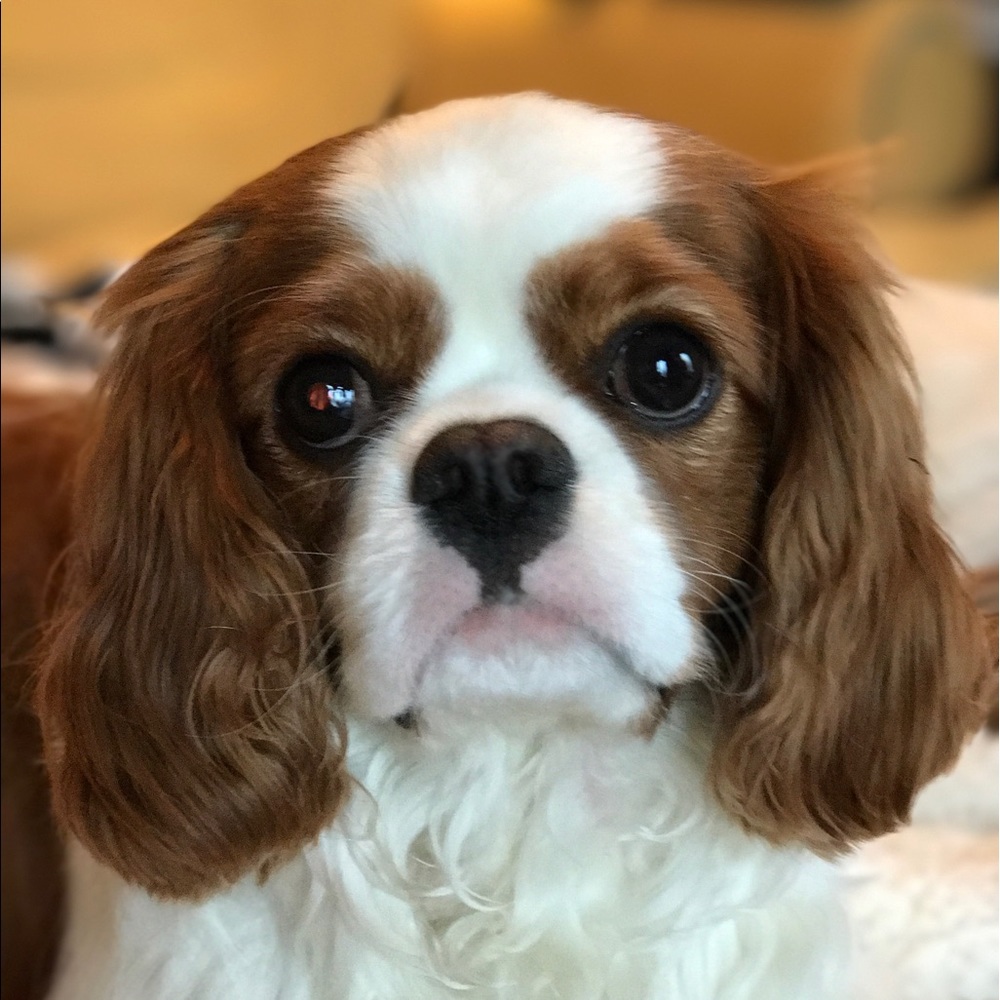 Meet your Posher, Tracy