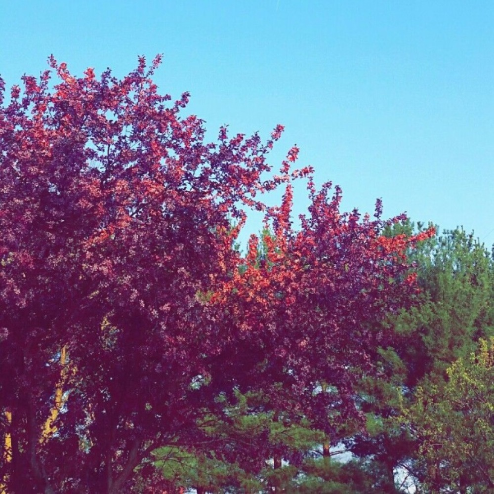 Meet your Posher, Shelby