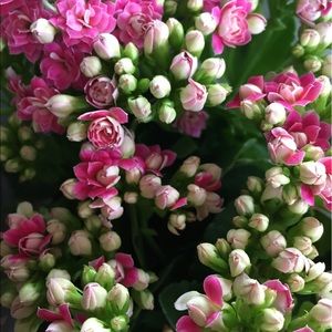 Meet your Posher, Aylie