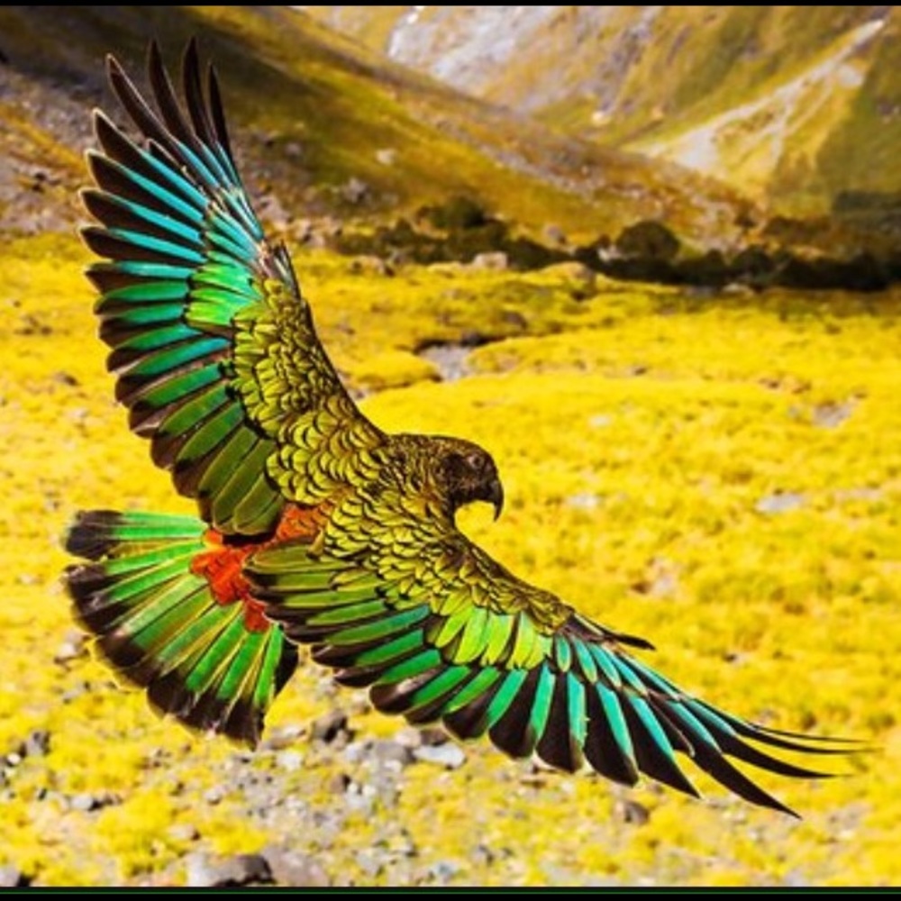 Meet your Posher, Laurie