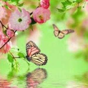 Meet your Posher, Stella