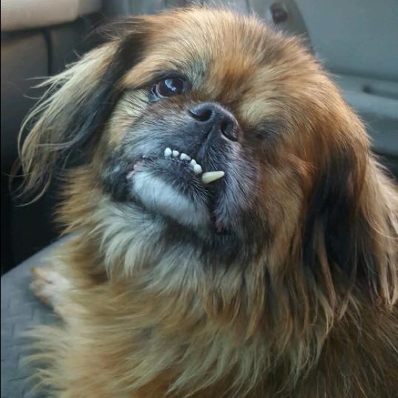 Meet the posher! πΊπ - Picture 3 of 5