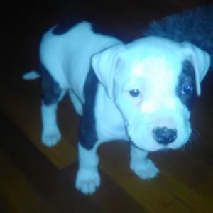 Meet your Posher, Russell