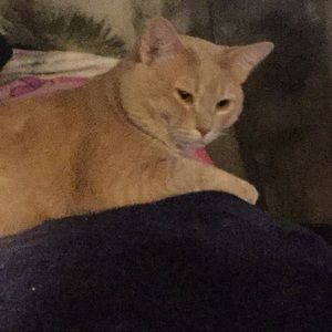 Meet your Posher, Julie