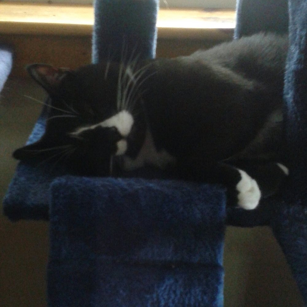 Meet your Posher, Toni