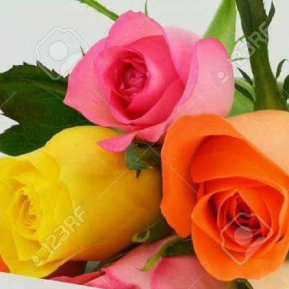 Meet your Posher, Shirin