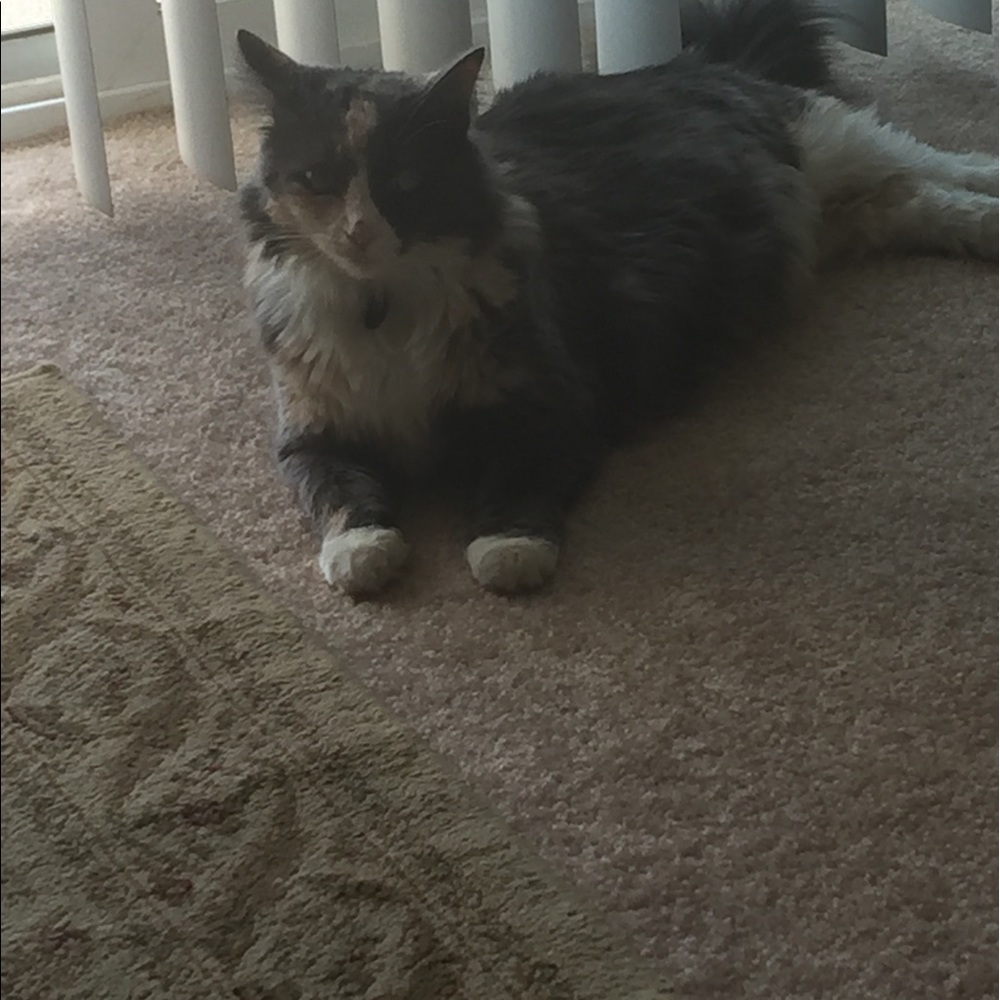 Meet your Posher, Kelly