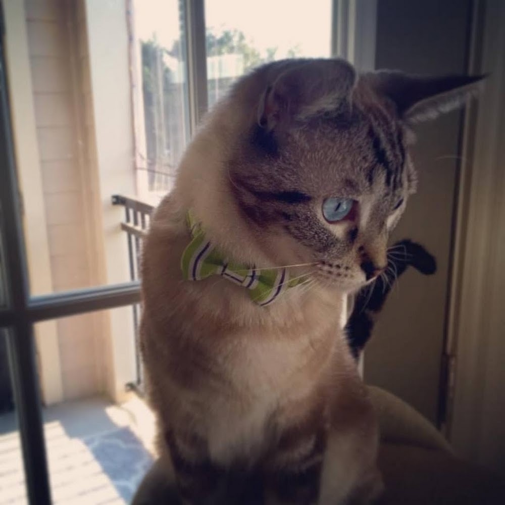 Meet your Posher, Taylor