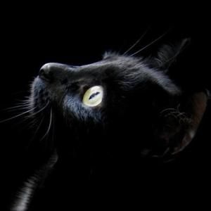 Meet your Posher, Kat