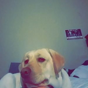 Meet your Posher, Dale