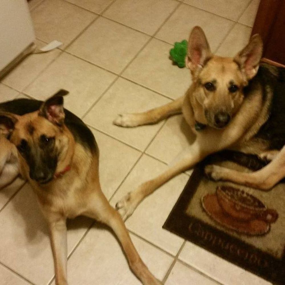 Meet your Posher, Priscilla