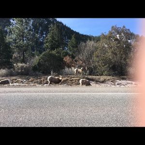 Meet your Posher, Rolandoe