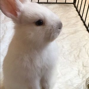 Meet your Posher, Samantha