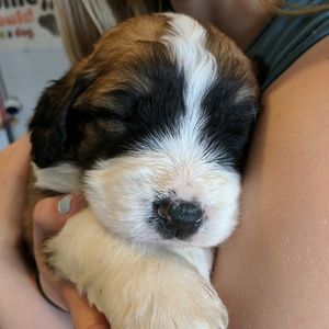 Meet your Posher, Avery