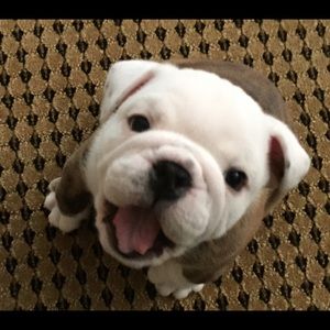 Meet your Posher, Jane