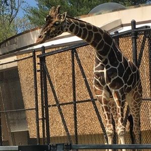 Meet your Posher, Faylan